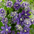 Waldrebe 'Taiga®' (Clematis  'Taiga®') - Violett - sommergrün - winterhart | Bild 2