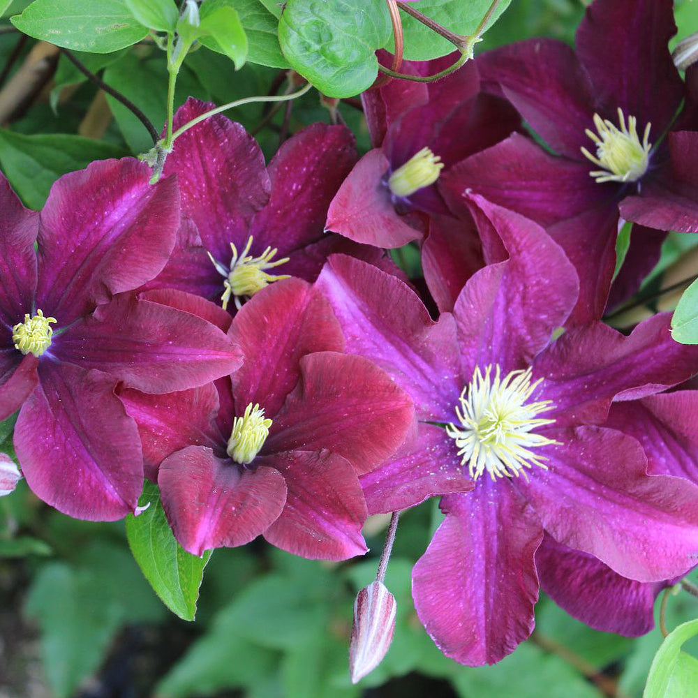 Waldrebe 'Warszawska Nike' (Clematis Hybride 'Warszawska Nike') - Rot - winterhart | Bild 1