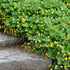 Waldsteinie, 12er-Set (Waldsteinia ternata) - Gelb - winterhart | Bild 1