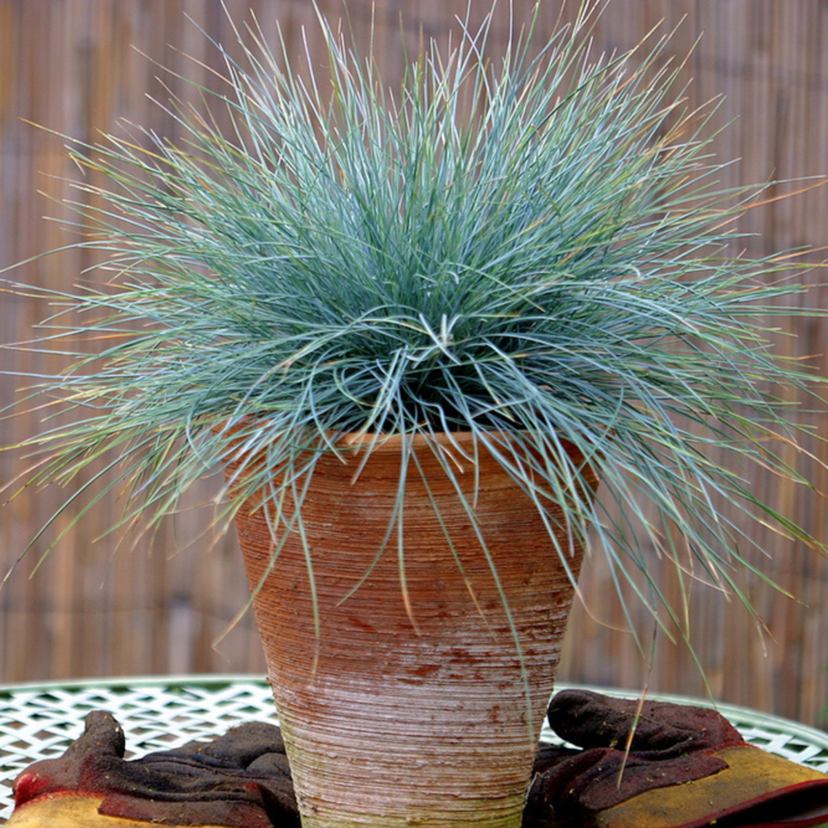 Walliser Schwingel 'Buddy Blue' (Festuca valesiaca 'Buddy Blue') - Braun - winterhart | Bild 1