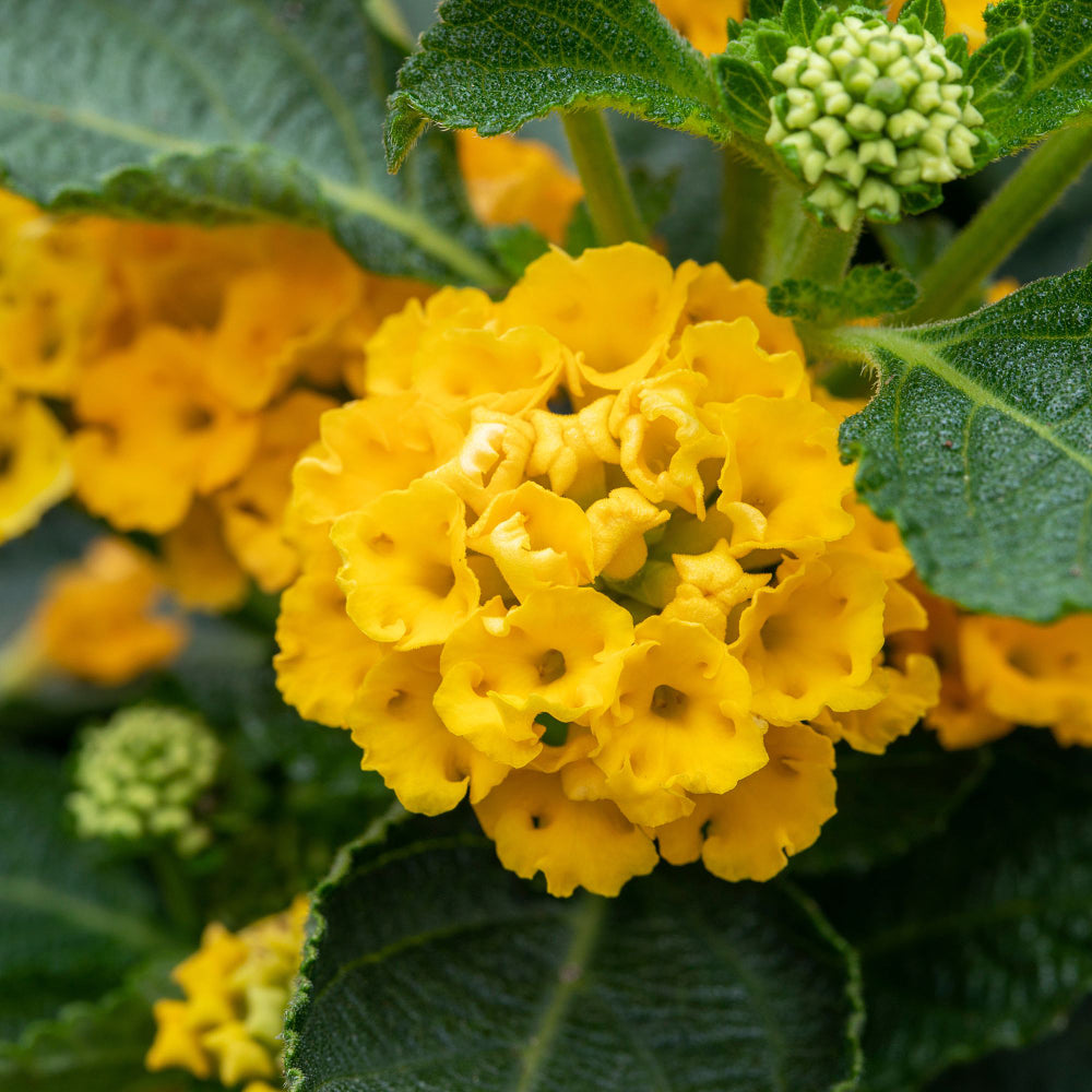 Wandelröschen (Lantana camara) - Gelb - winterhart | Bild 1