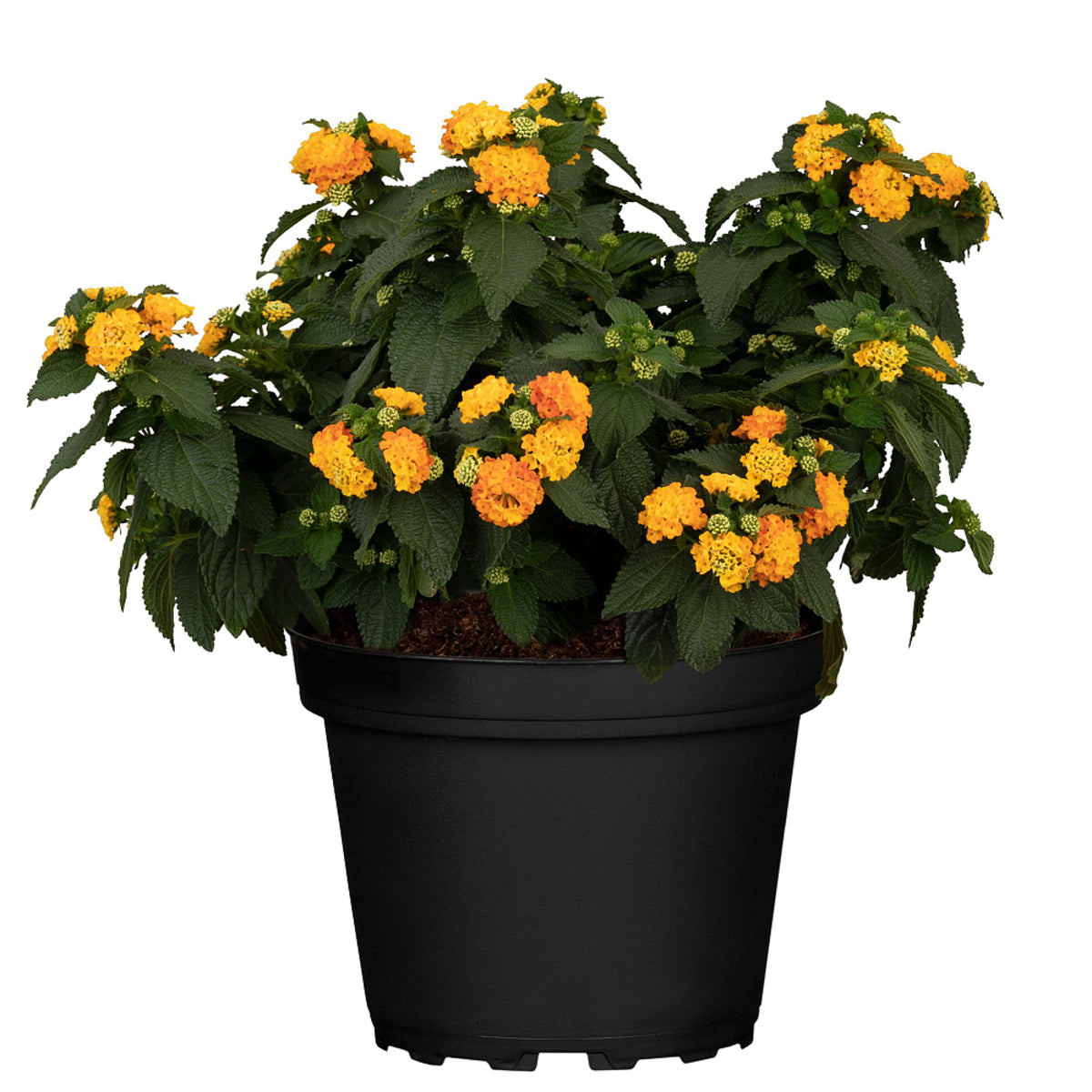 Wandelröschen (Lantana camara) - Gelb - winterhart | Bild 2