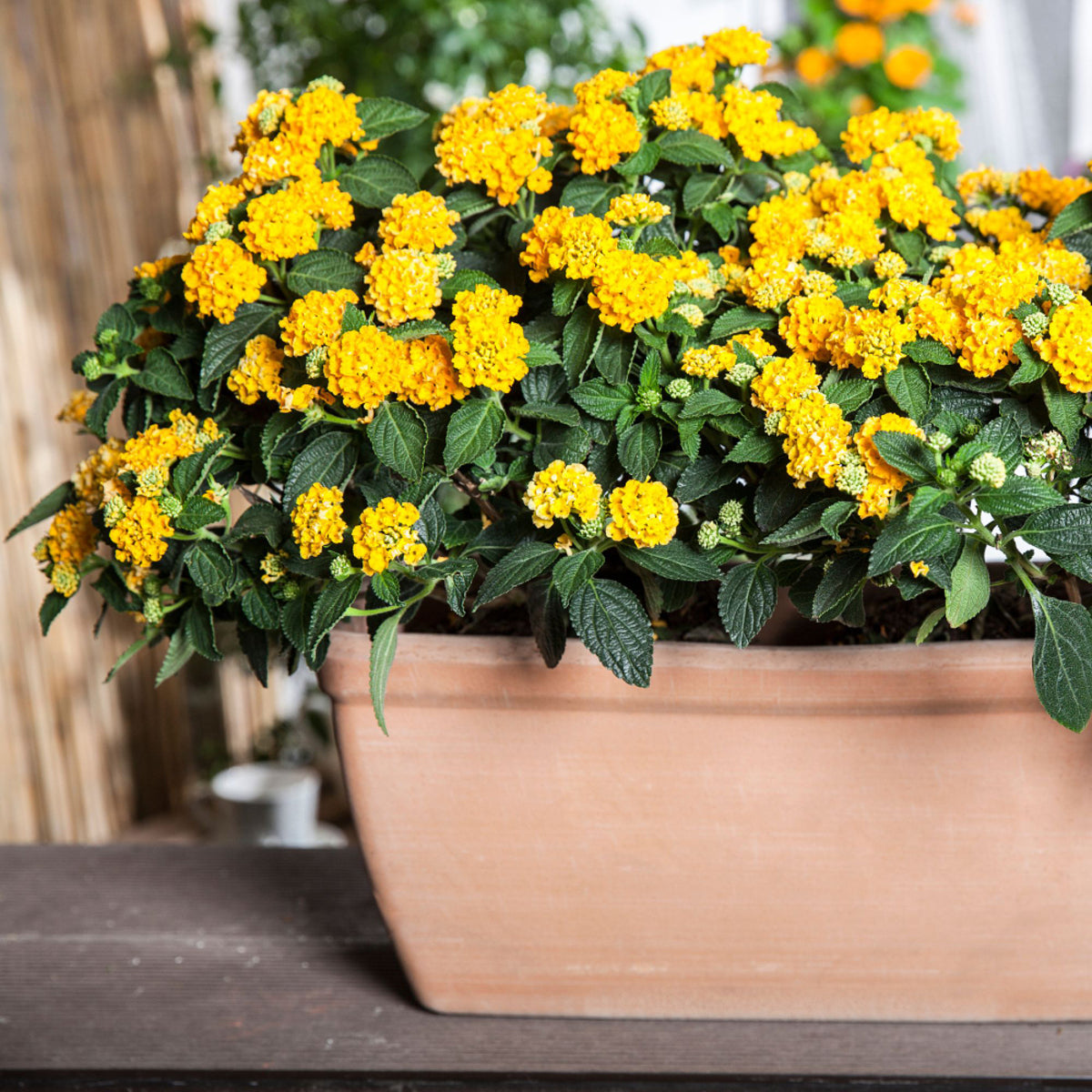 Wandelröschen (Lantana camara) - Gelb - winterhart | Bild 3