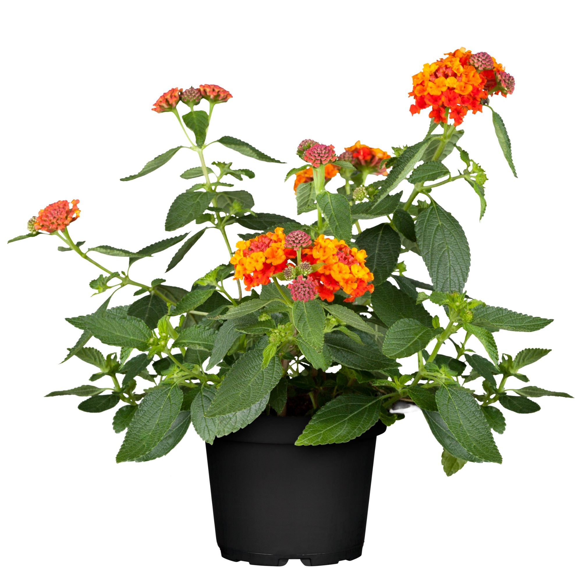 Wandelröschen (Lantana camara) - Orange - winterhart | Bild 1