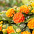 Wandelröschen (Lantana  camara) - Orange - winterhart | Bild 2