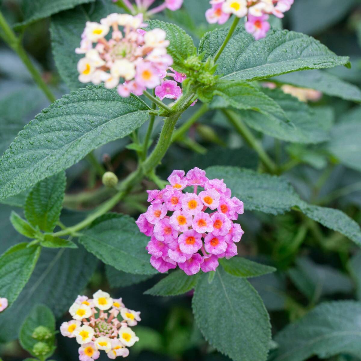 Wandelröschen (Lantana camara) - Rosa - winterhart | Bild 1