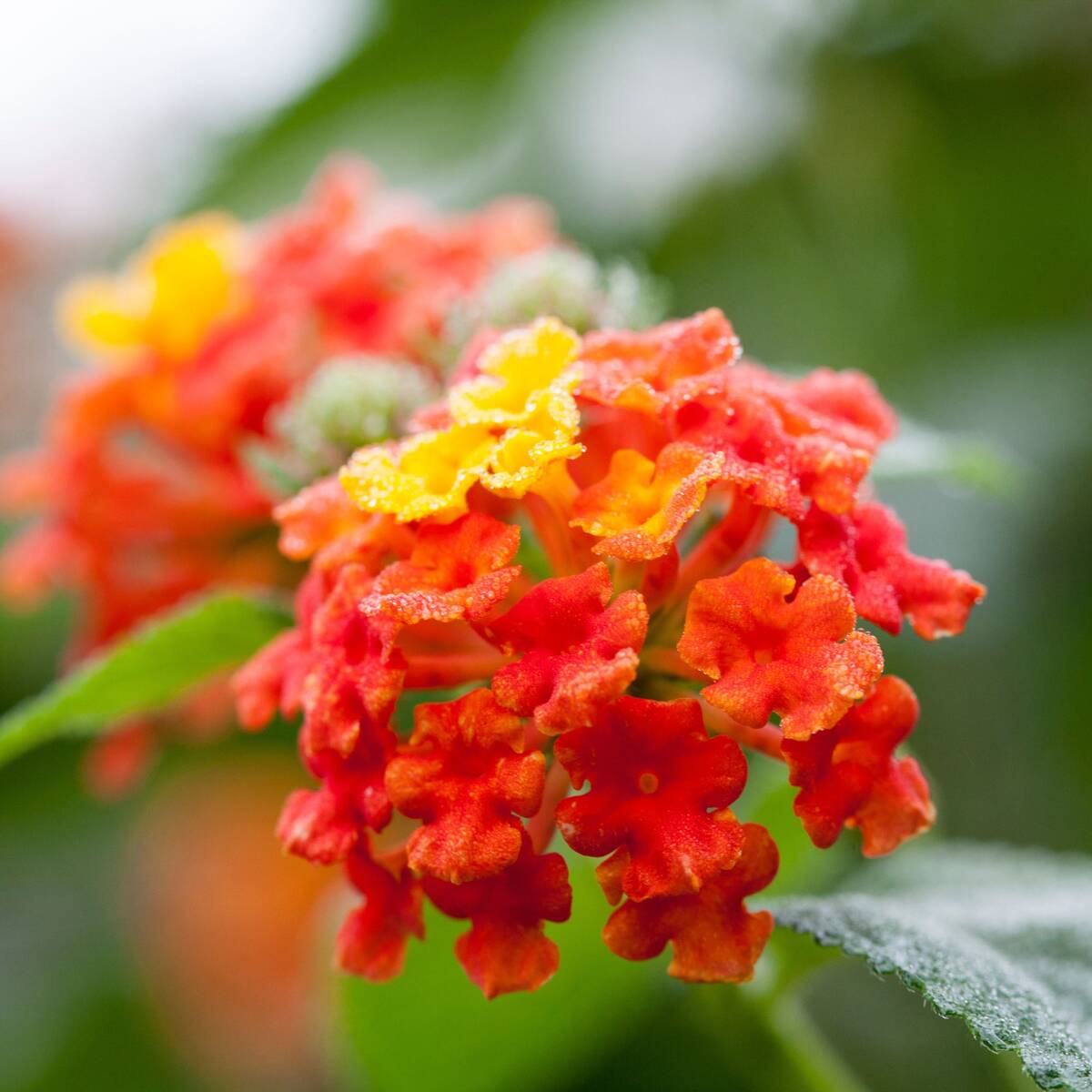 Wandelröschen (Lantana camara) - Rot - winterhart | Bild 1