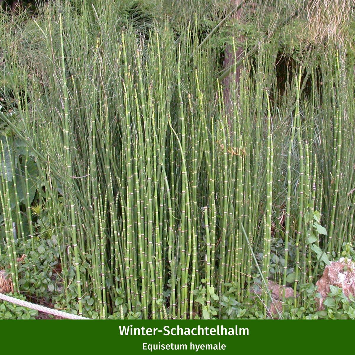 Wasserpflanzen "Natürliche Teichbewohner", 11 Pflanzen - Bunt | Bild 8