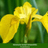 Wasserpflanzen "Natürliche Teichbewohner", 11 Pflanzen - Bunt | Bild 9