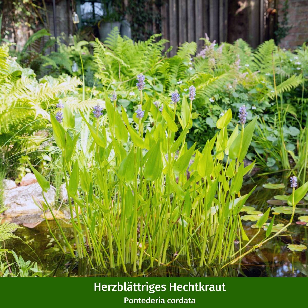 Wasserpflanzen "Teichmagie", 11 Pflanzen - Grün | Bild 3