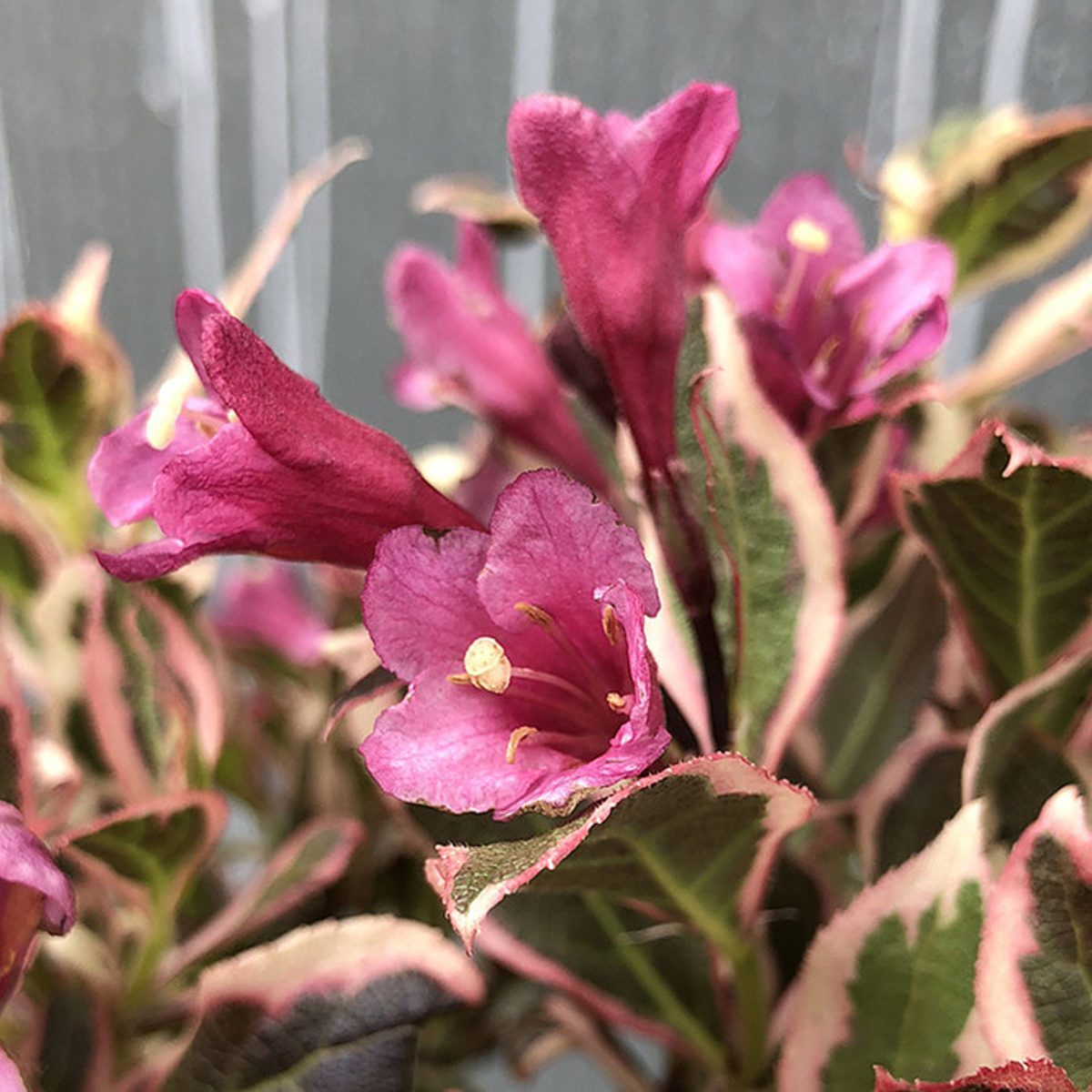Weigelie 'All Summer Monet®' (Weigela florida 'All Summer Monet®') - Rosa - sommergrün - winterhart | Bild 1
