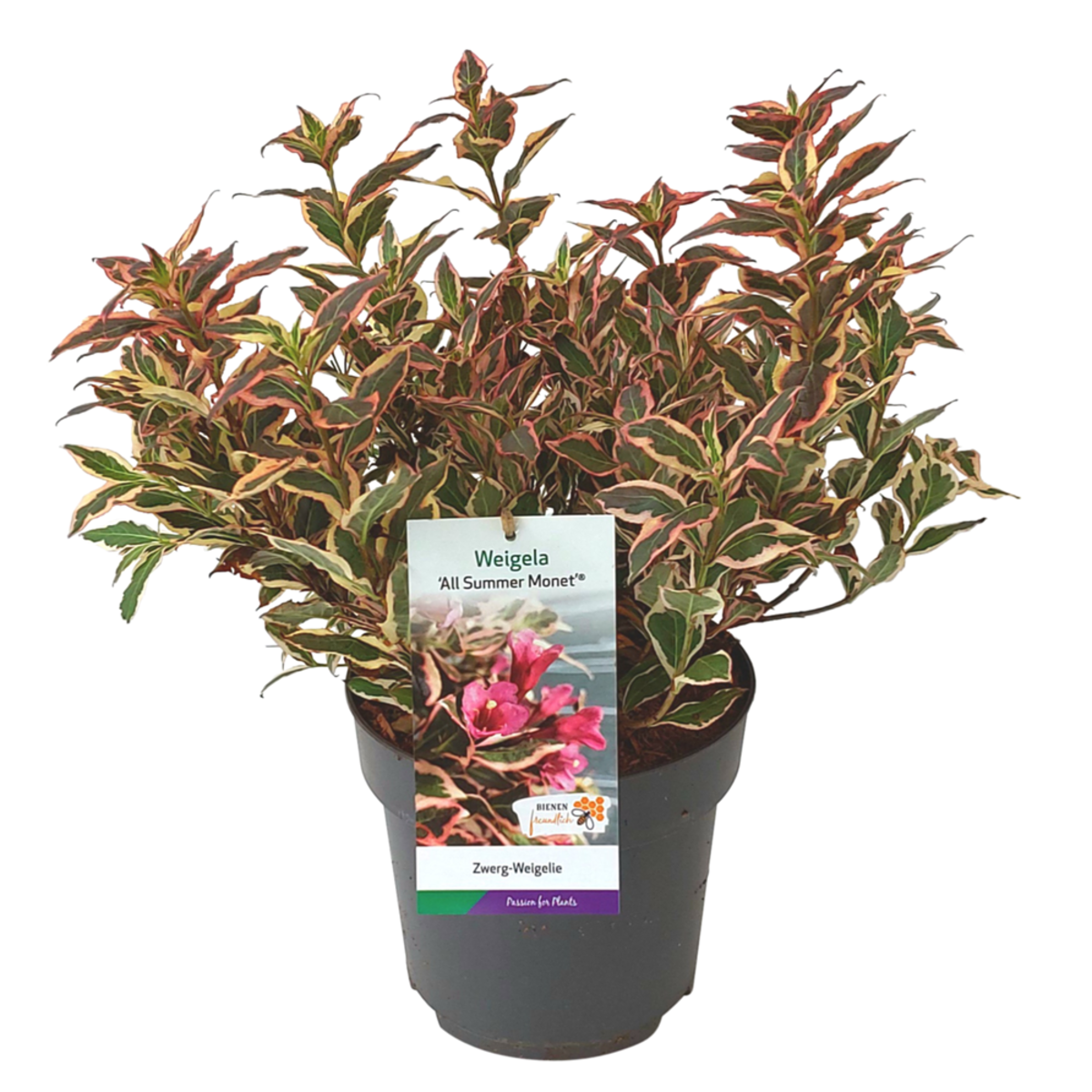 Weigelie 'All Summer Monet®' (Weigela florida 'All Summer Monet®') - Rosa - sommergrün - winterhart | Bild 2