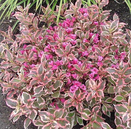 Weigelie 'All Summer Monet®' (Weigela florida 'All Summer Monet®') - Rosa - sommergrün - winterhart | Bild 3