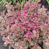 Weigelie 'All Summer Monet®' (Weigela florida 'All Summer Monet®') - Rosa - sommergrün - winterhart | Bild 3