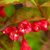 Weigelie 'All Summer Red' (Weigela florida 'All Summer Red') - Rot - sommergrün - winterhart | Bild 1