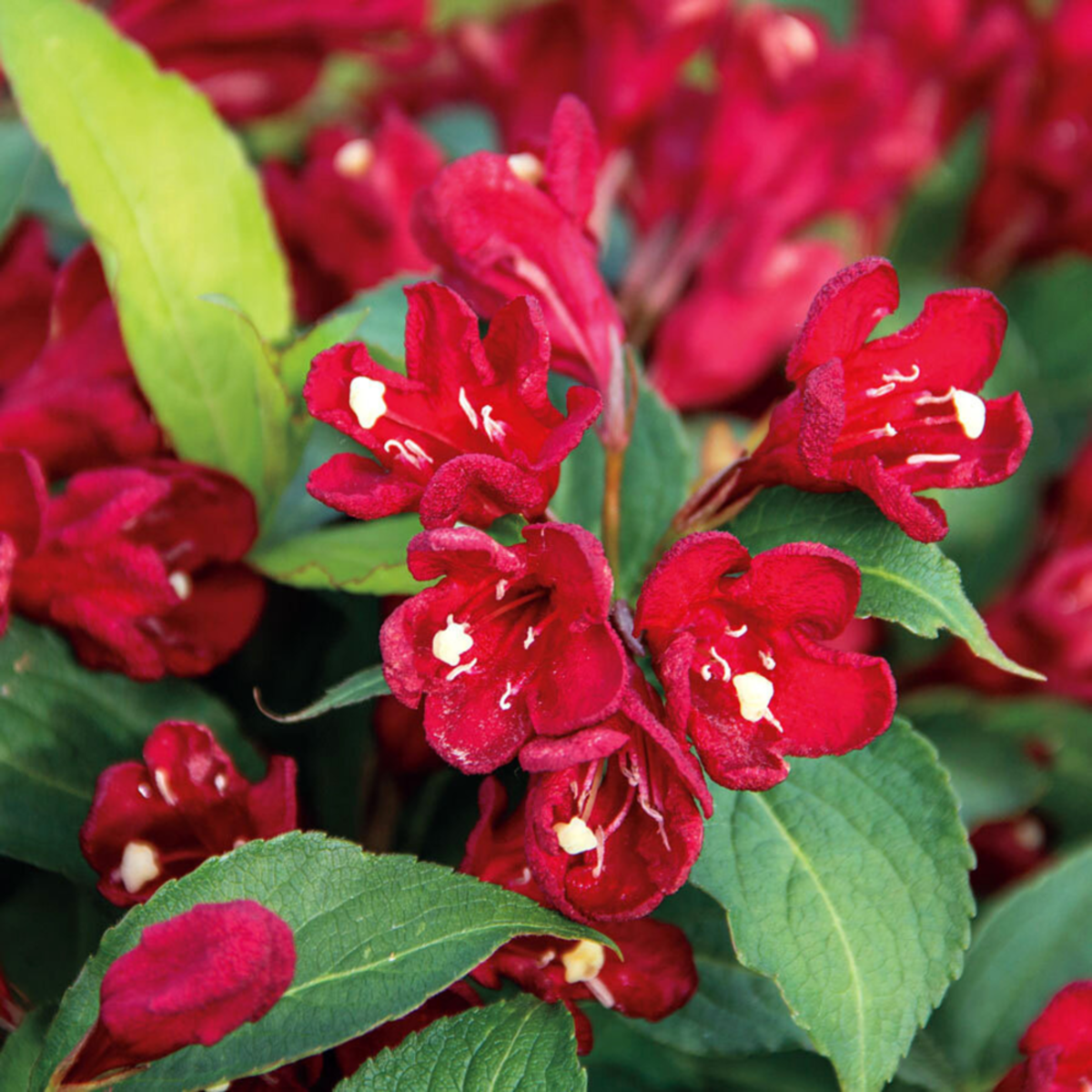 Weigelie 'Cherry Love Maroon Swoon®' (Weigela florida 'Cherry Love Maroon Swoon®') - Rosa - sommergrün - winterhart | Bild 1