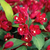 Weigelie 'Cherry Love Maroon Swoon®' (Weigela florida 'Cherry Love Maroon Swoon®') - Rosa - sommergrün - winterhart | Bild 1
