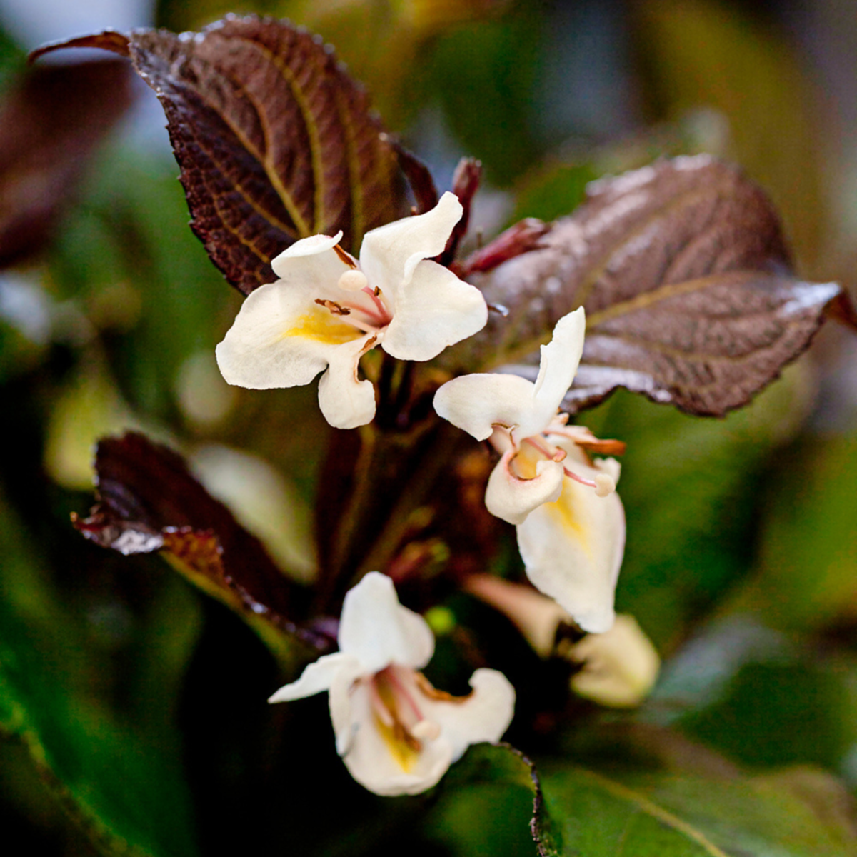 Weigelie 'Ebony and Ivory®' (Weigela florida 'Ebony and Ivory®') - Weiß - sommergrün - winterhart | Bild 1