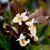 Weigelie 'Ebony and Ivory®' (Weigela florida 'Ebony and Ivory®') - Weiß - sommergrün - winterhart | Bild 1