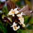 Weigelie 'Ebony and Ivory®' (Weigela florida 'Ebony and Ivory®') - Weiß - sommergrün - winterhart | Bild 1
