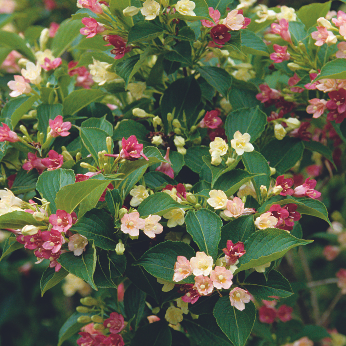 Weigelie 'Majorie ' (Weigela florida 'Majorie') - Weiß - sommergrün - winterhart | Bild 1