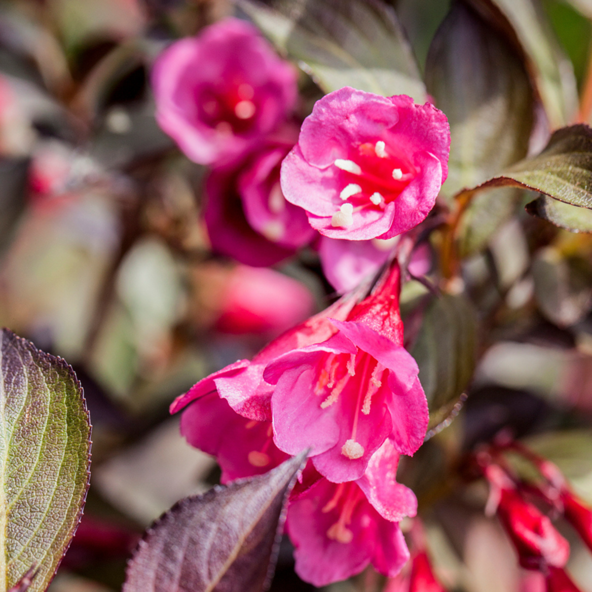 Weigelie 'Minor Black®' (Weigela florida 'Minor Black®') - Rosa - sommergrün - winterhart | Bild 1