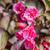 Weigelie 'Minor Black®' (Weigela florida 'Minor Black®') - Rosa - sommergrün - winterhart | Bild 1