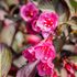 Weigelie 'Minor Black®' (Weigela florida 'Minor Black®') - Rosa - sommergrün - winterhart | Bild 1
