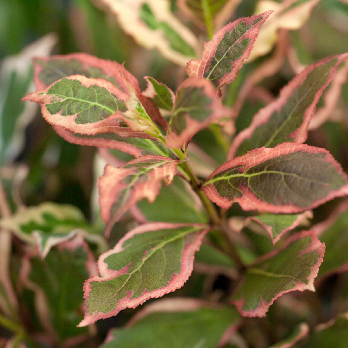 Weigelie 'Monet®' (Weigela florida 'Monet®') - Rosa - sommergrün - winterhart | Bild 1