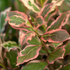 Weigelie 'Monet®' (Weigela florida 'Monet®') - Rosa - sommergrün - winterhart | Bild 1