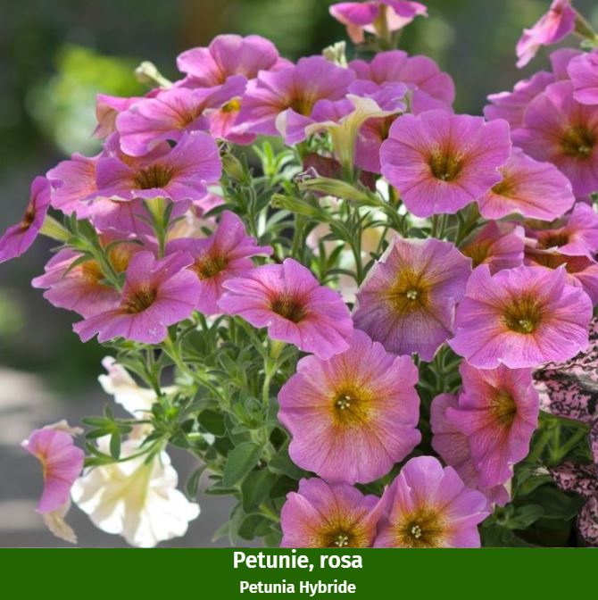 Balkonblumen "Weiß-Rosa Mix"