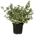 Weißbunte Kriechspindel 'Emerald Gaiety' (Euonymus fortunei 'Emerald Gaity') - Grün - winterhart | Bild 2
