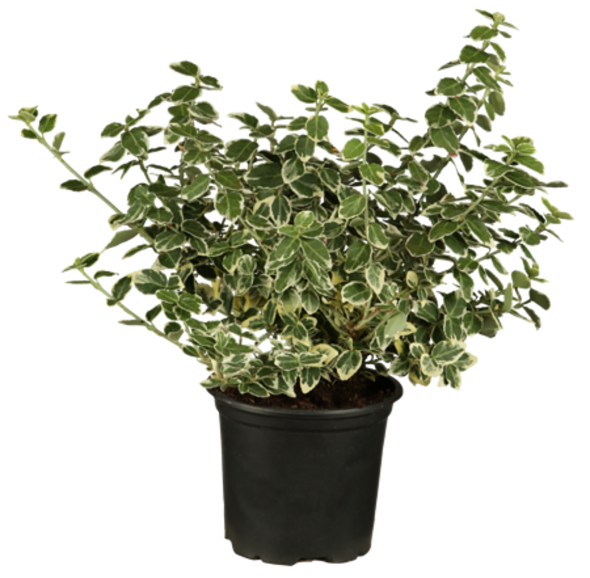Weißbunte Kriechspindel 'Emerald Gaity', 12er-Set (Euonymus fortunei'Emerald Gaity' ) - Grün - immergrün - winterhart | Bild 1