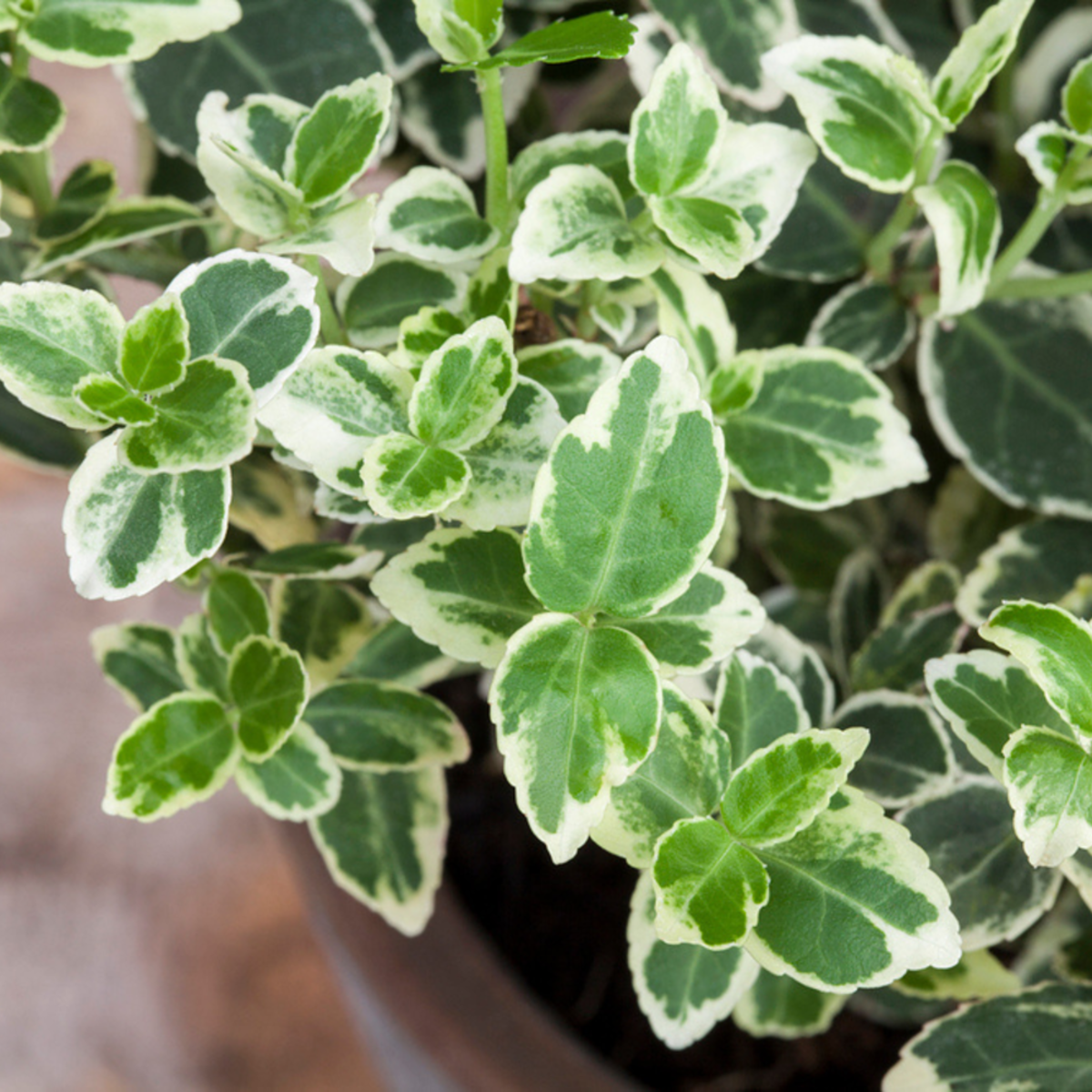 Weißbunte Kriechspindel 'Emerald Gaity', 12er-Set (Euonymus fortunei'Emerald Gaity' ) - Grün - immergrün - winterhart | Bild 2