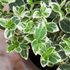 Weißbunte Kriechspindel 'Emerald Gaity', 12er-Set (Euonymus fortunei'Emerald Gaity' ) - Grün - immergrün - winterhart | Bild 2