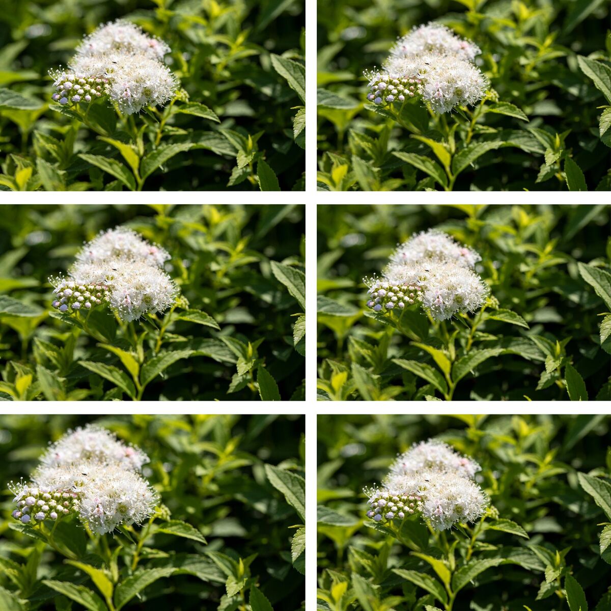 Weiße Zwergspiere 'Albiflora', 6er-Set (Spiraea japonica 'Albiflora') - Weiß - sommergrün - winterhart | Bild 1