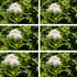 Weiße Zwergspiere 'Albiflora', 6er-Set (Spiraea japonica 'Albiflora') - Weiß - sommergrün - winterhart | Bild 1