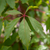 Wilder Wein 'Engelmannii' (Parthenocissus quinquefolia 'Engelmannii') - Gelb - sommergrün - winterhart - bienenfreundlich | Bild 1