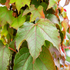 Wilder Wein 'Veitchii' (Parthenocissus tricuspidata 'Veitchii') - Gelb - sommergrün - winterhart | Bild 1