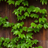 Wilder Wein 'Veitchii' (Parthenocissus tricuspidata 'Veitchii') - Gelb - sommergrün - winterhart | Bild 3