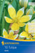 Wildtulpe 'Tarda', 10 Zwiebeln - Bunt - winterhart | Bild 1