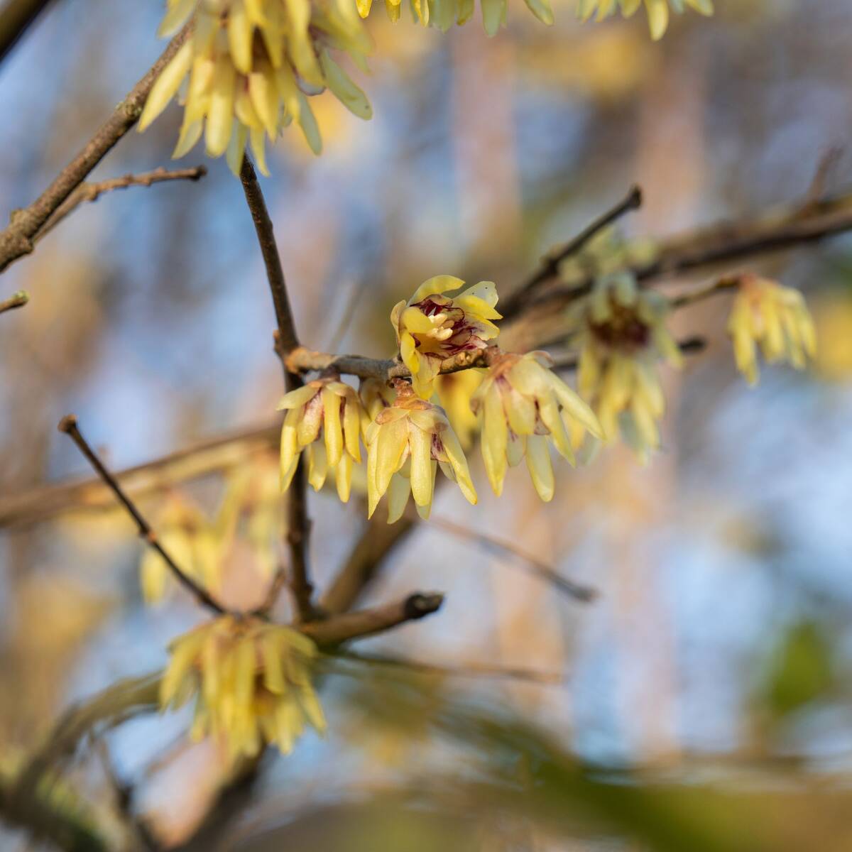 Winterblüte (Chimonanthus praecox) - Gelb - sommergrün - bienenfreundlich | Bild 1