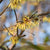 Winterblüte (Chimonanthus praecox) - Gelb - sommergrün - bienenfreundlich | Bild 1