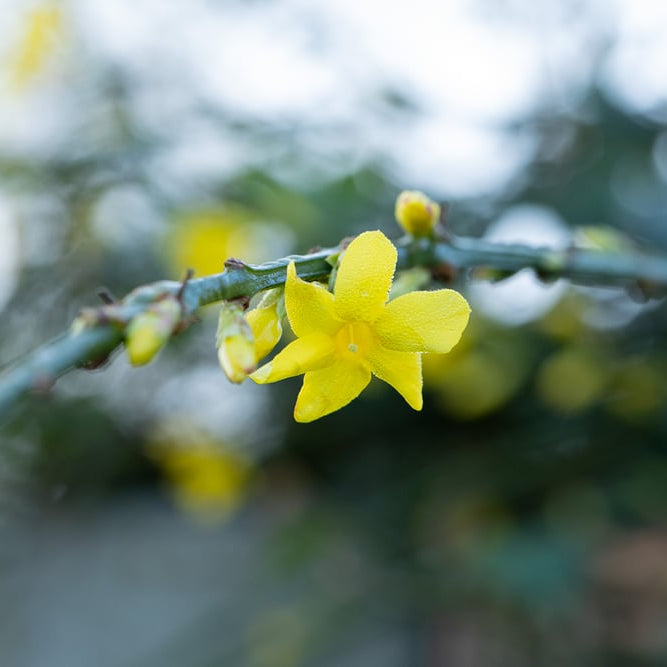 Winterjasmin (Jasminum nudiflorum) - Rot - winterhart | Bild 2