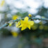 Winterjasmin (Jasminum nudiflorum) - Rot - winterhart | Bild 2