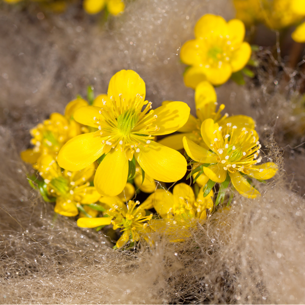 Winterling (Eranthis cilici) - Gelb - winterhart | Bild 1