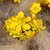 Winterling (Eranthis cilici) - Gelb - winterhart | Bild 1