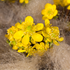 Winterling (Eranthis cilici) - Gelb - winterhart | Bild 1