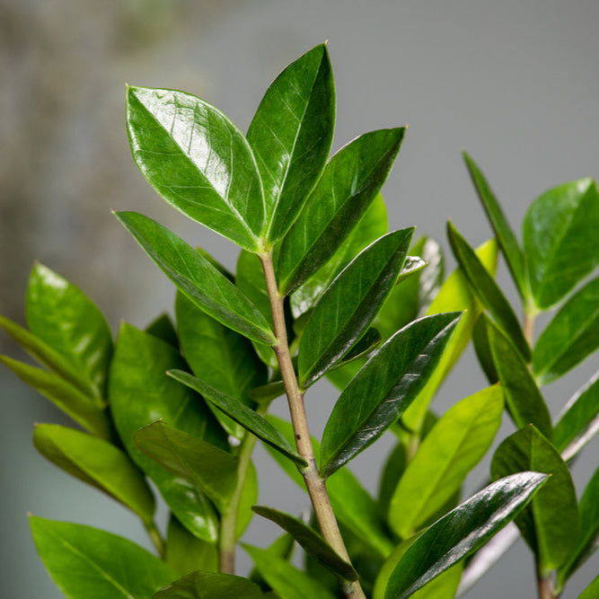 Zamioculcas (Zamioculcas zamiifolia) - Grün - immergrün | Bild 2