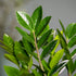 Zamioculcas (Zamioculcas zamiifolia) - Grün - immergrün | Bild 2